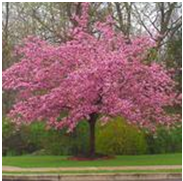 Cherry Tree