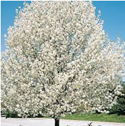 Ornament Pear Tree