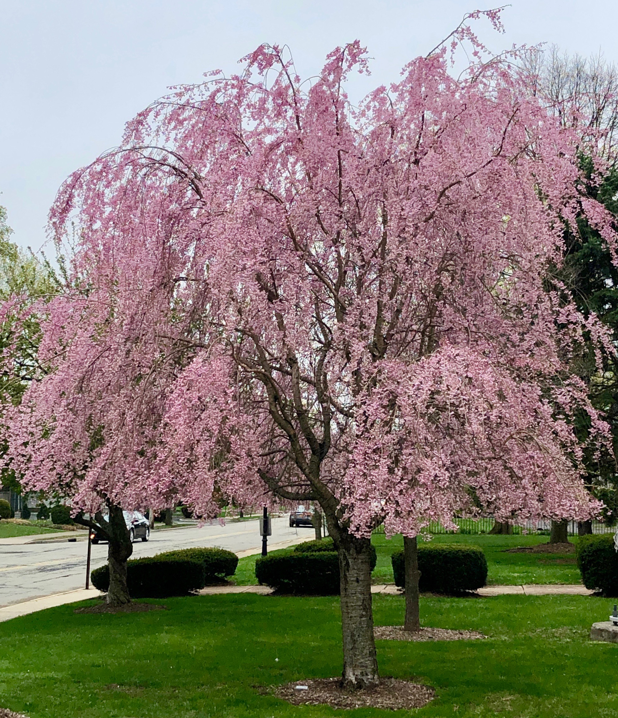 Memory Tree