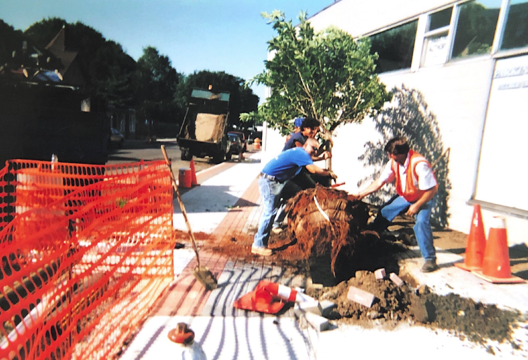 Planting More Tress